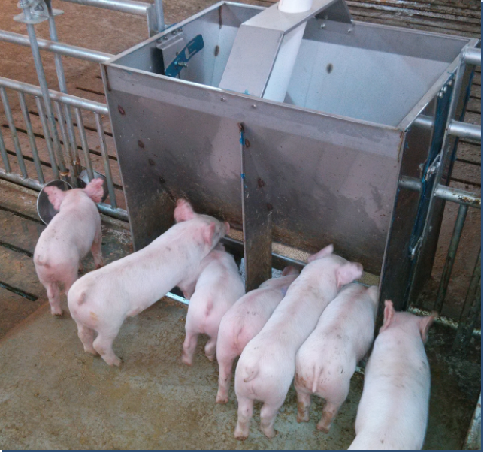 Agriculture Farming Livestock - Paslanmaz Çelik Çift Taraflı Yemlik Teknesi,