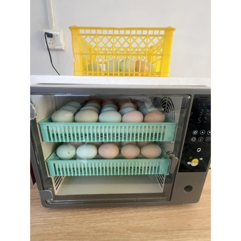 Fabrika Çıkışı 2026 Tam Otomat - Quail Egg Incubator incelemesi ve fiyatı