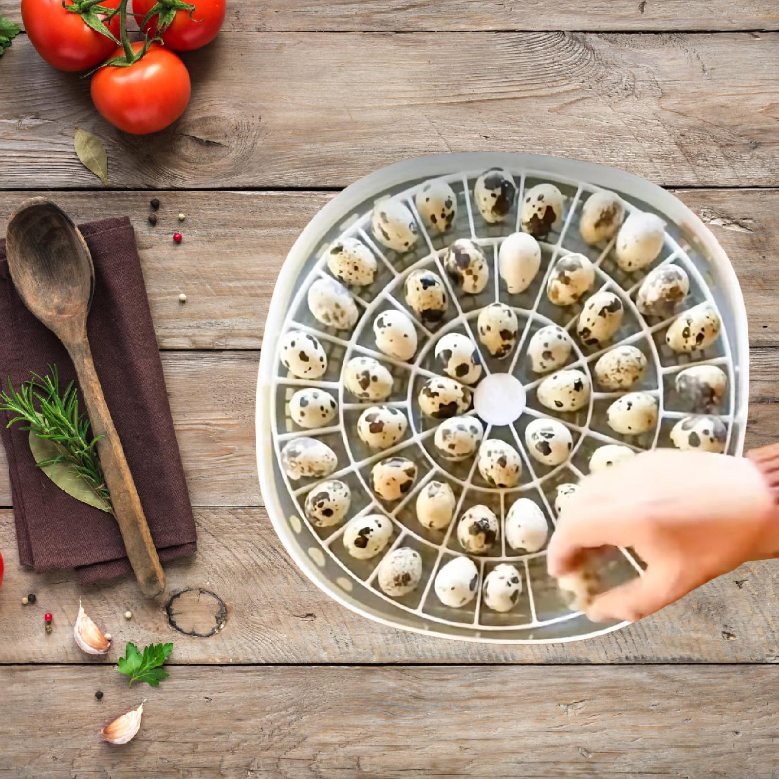 Küçük Bıldırcın Yumurta Tepsis - Quail Egg Incubator incelemesi ve fiyatı