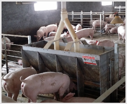 Paslanmaz Çelik Çift Taraflı Y - Agriculture Farming Livestock incelemesi ve fiyatı